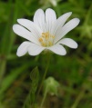 Stellaria holostea