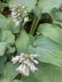 Hosta Bressingham Blue