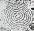 Microtubule crosssection