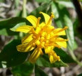 Trixis californica flower