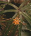 Bromelia (B. interior) Genus: Bromelia