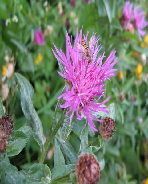 File:Flockeblume.jpg