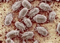 The Cheese Mite (Tyrophagus putrescentiae)