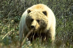 Grizzly2.jpg