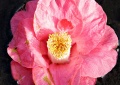 Red lily