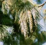618px-Pinus-00-young-cones.jpg