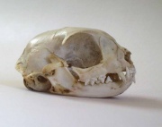Catskull.jpg