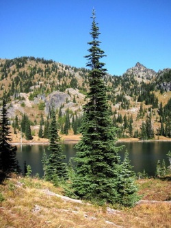 450px-SubalpineFir 7458.jpg