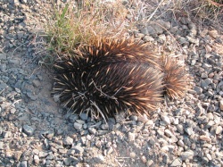 800px-Echidna ground.jpg