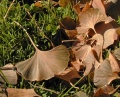 Ginkgo autumn leaves