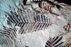 Fossilized plant.JPG