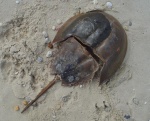 Horseshoe crab.jpg