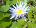 Flower and leaves from Australian Water Lily