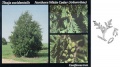 Northern white cedar (Thuja occidentalis)