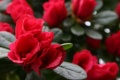 Azalea Class: Magnoliopsida