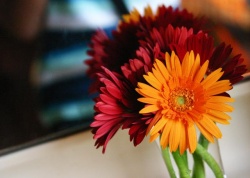 Gerbera daisy.jpg