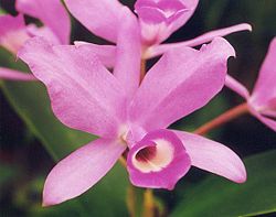 Cattleya skinneri.jpg