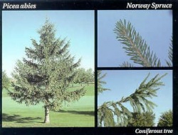 Norway spruce.JPG