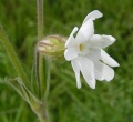 White campion