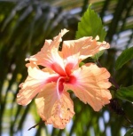 586px-Belize5.jpg