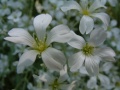 Rogownica Biebersteina Cerastium