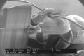 Carpenter Ant.