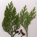 Anatomy thuja.jpg