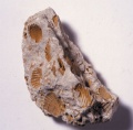 Fossiliferous Limestone