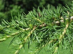 800px-Cedrus libani shoot.jpg