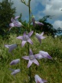 Campanula rapunculus