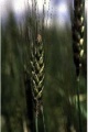 Wheat (Triticum aestivum) Order: Cyperales