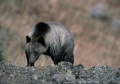 Ursus arctos horribilis (American Grizzly bear)