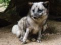 arctic fox (A.lagopus)