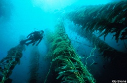 Giantkelp.jpg