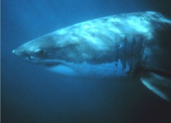 Large white shark-1-.jpg