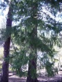 Coast Douglas-fir Pseudotsuga menziesii