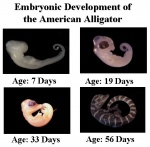 Alligatory embryo develop.jpg