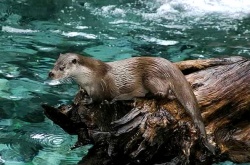 Loutre des pyrenees baronnies 2004.jpg