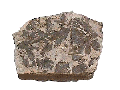 Ginkgo from the Jurassic Cloughton Formation