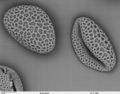 Lilium auratum pollen.