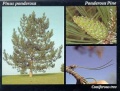 Thumbnail for version as of 04:48, 29 March 2006