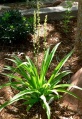 Chlorophytum Gary Hammer