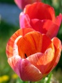 Tulip Class: Liliopsida