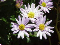 Aster-2.jpg