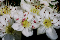 800px-WeiC39Fdorn2C Zweigriffliger2C Crataegus oxyacantha 2004-05-30 JO.jpg