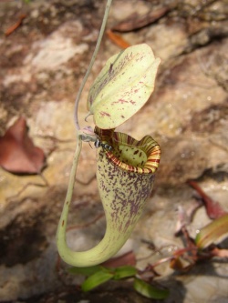 Nepenthes rafflesiana.jpg