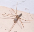 Unidentified spider with eggs.