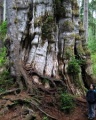 Western redcedar (Thuja plicata) trunk