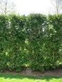 Thuja occidentalis tree 2.jpg