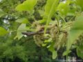 Ginkgo Inflorescences